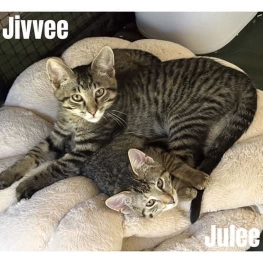 Julee & Jivvee - Domestic Shorthair cat available for adoption at Perth Rescue Angels in Perth