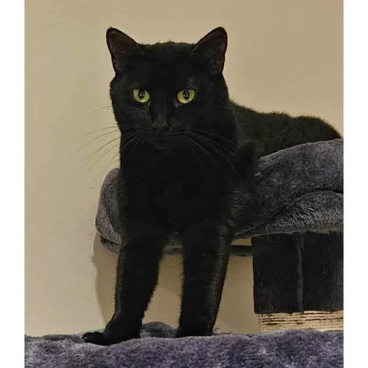 Diamond - Domestic Shorthair cat available for adoption at Perth Rescue Angels in Perth