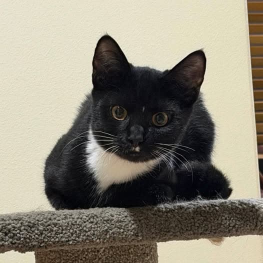 Tuxie - Domestic Shorthair cat available for adoption at Perth Rescue Angels in Perth