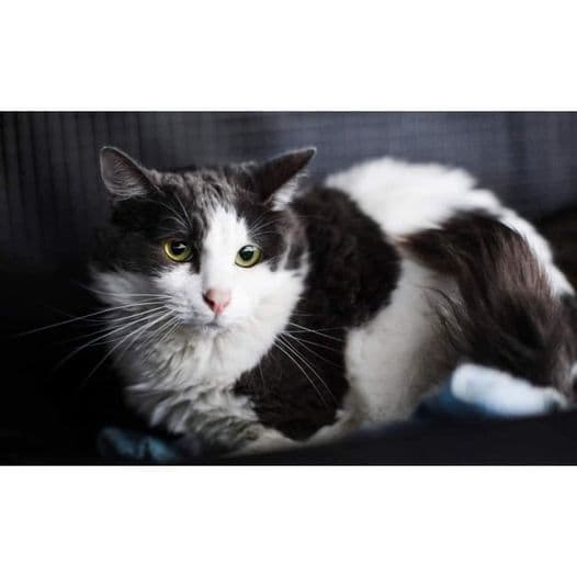 Myrtle - Domestic Medium Hair cat available for adoption at Perth Rescue Angels in Perth