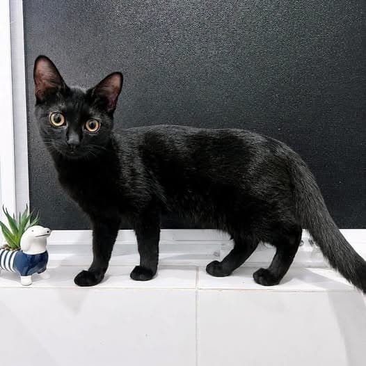 Ahri - Domestic Shorthair cat available for adoption in Perth