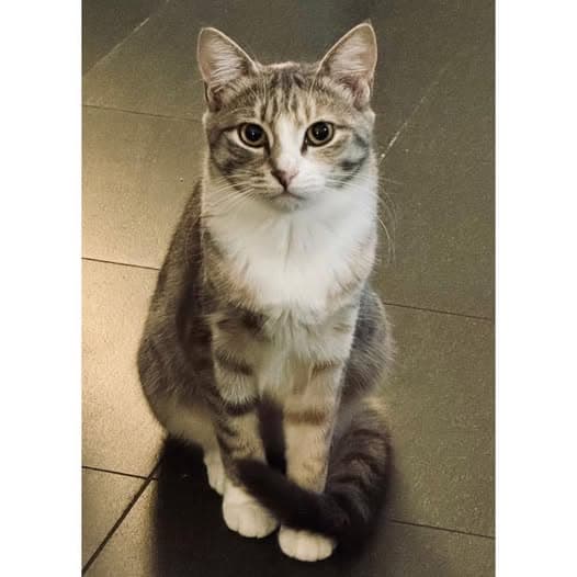 Belle - Domestic Shorthair cat available for adoption in Perth