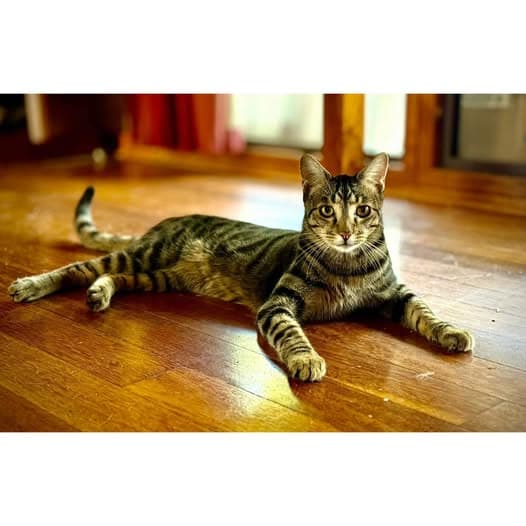 Ryan - Domestic Shorthair cat available for adoption at Perth Rescue Angels in Perth
