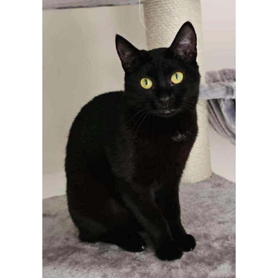 Yoko - Domestic Shorthair cat available for adoption at Perth Rescue Angels in Perth