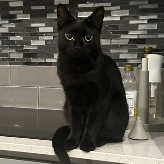 Black Beauty - Domestic Shorthair cat available for adoption at Perth Rescue Angels in Perth
