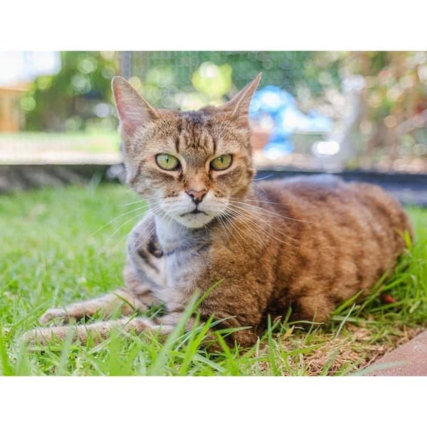 Maeve - Domestic Shorthair cat available for adoption at Perth Rescue Angels in Perth