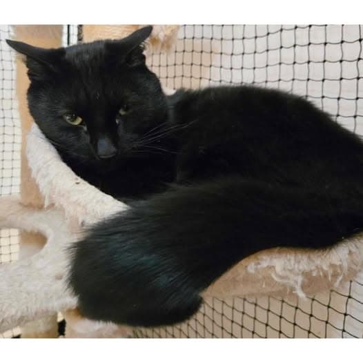 Biggie - Domestic Shorthair cat available for adoption at Perth Rescue Angels in Perth