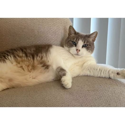 Lyanna - Domestic Shorthair cat available for adoption at Perth Rescue Angels in Perth