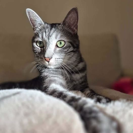 Cristobal - Domestic Shorthair cat available for adoption at Perth Rescue Angels in Perth