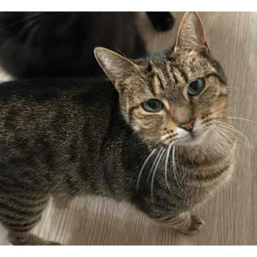 Major Tom - Domestic Shorthair cat available for adoption at Perth Rescue Angels in Perth