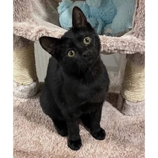 Louise - Domestic Shorthair cat available for adoption at Perth Rescue Angels in Perth