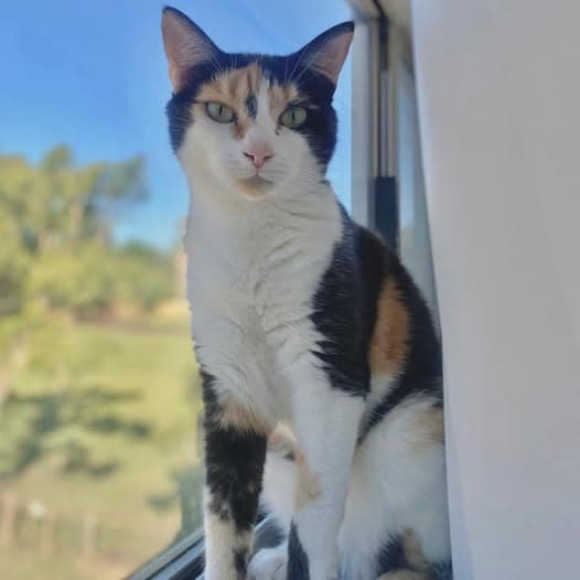 Minnie - Domestic Shorthair cat available for adoption at Perth Rescue Angels in Perth