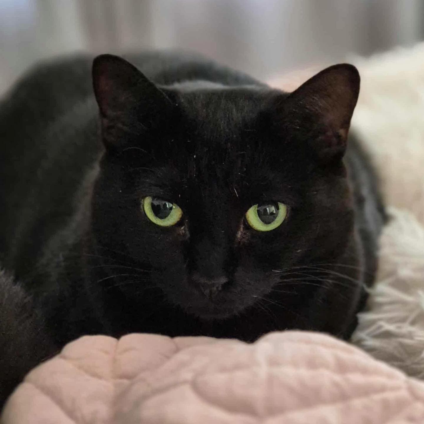 Roselyn - Domestic Shorthair cat available for adoption at Perth Rescue Angels in Perth
