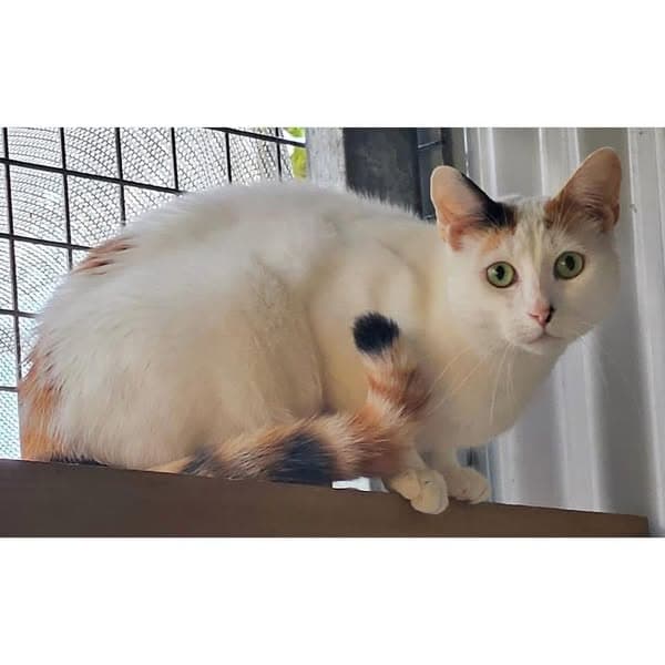 Elsa - Domestic Shorthair cat available for adoption at Perth Rescue Angels in Perth