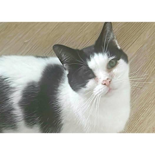 Luca - Domestic Shorthair cat available for adoption at Perth Rescue Angels in Perth