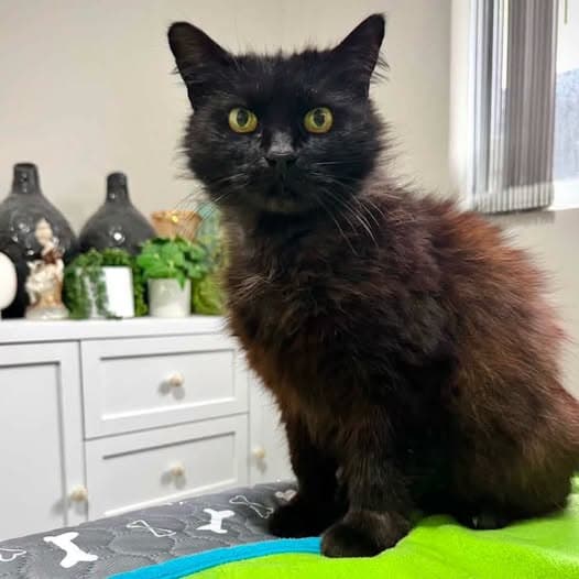 Felix - Domestic Medium Hair cat available for adoption at Perth Rescue Angels in Perth