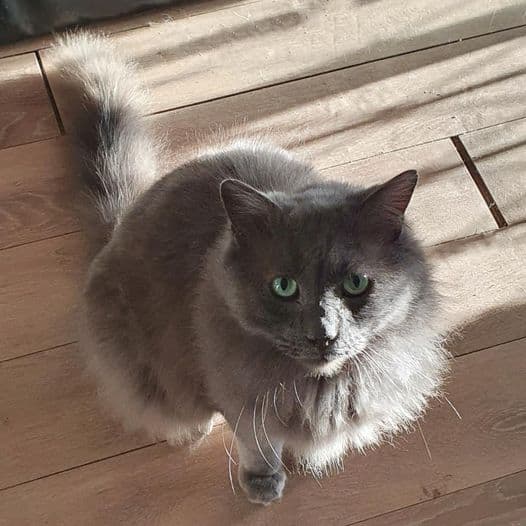 Bentley - Domestic Shorthair cat available for adoption at Perth Rescue Angels in Perth