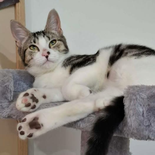 Jarrah - Domestic Shorthair cat available for adoption in Perth