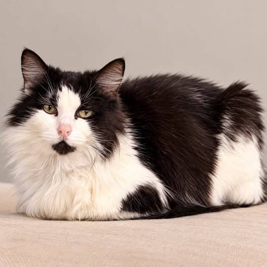Emily - Domestic Medium Hair cat available for adoption at Perth Rescue Angels in Perth