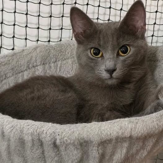Gracie - Domestic Shorthair cat available for adoption at Perth Rescue Angels in Perth