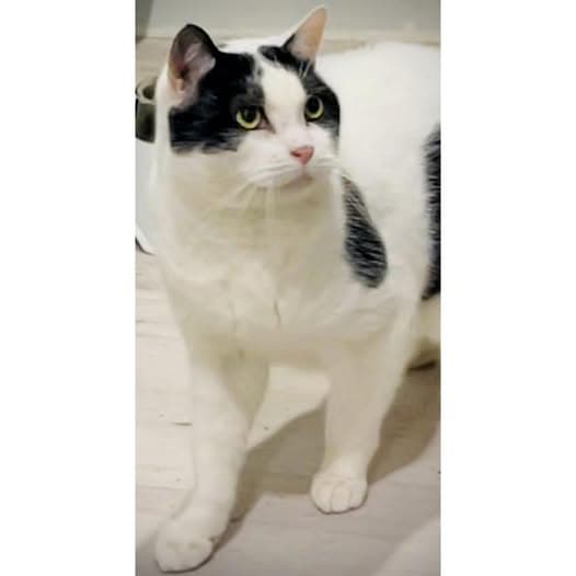 Pongo - Domestic Shorthair cat available for adoption at Perth Rescue Angels in Perth