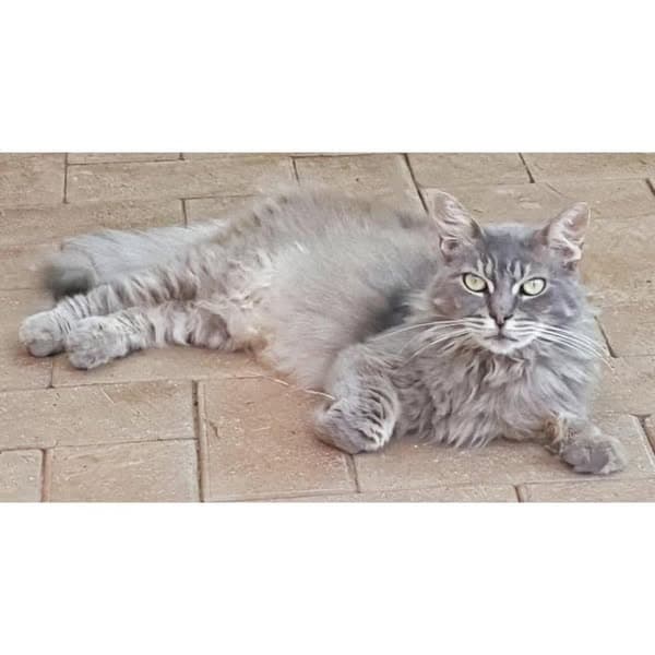 Nola - Domestic Medium Hair cat available for adoption at Perth Rescue Angels in Perth