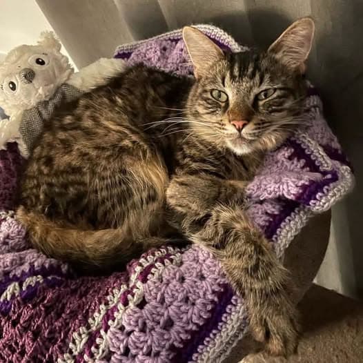 Dash - Domestic Shorthair cat available for adoption at Perth Rescue Angels in Perth