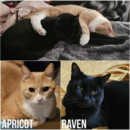 Apricot & Raven - Domestic Shorthair cat available for adoption at Perth Rescue Angels in Perth
