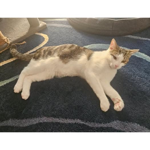 Remi - Domestic Shorthair cat available for adoption at Perth Rescue Angels in Perth