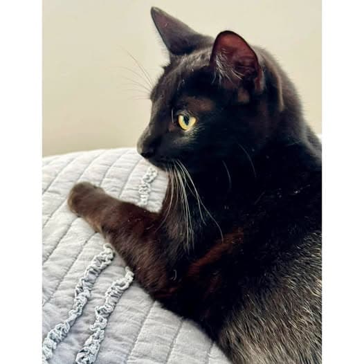 Ham - Domestic Shorthair cat available for adoption at Perth Rescue Angels in Perth