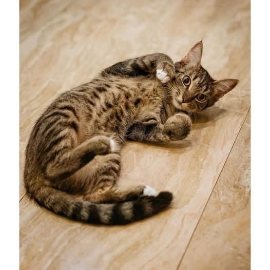 Gabriella - Domestic Shorthair cat available for adoption at Perth Rescue Angels in Perth