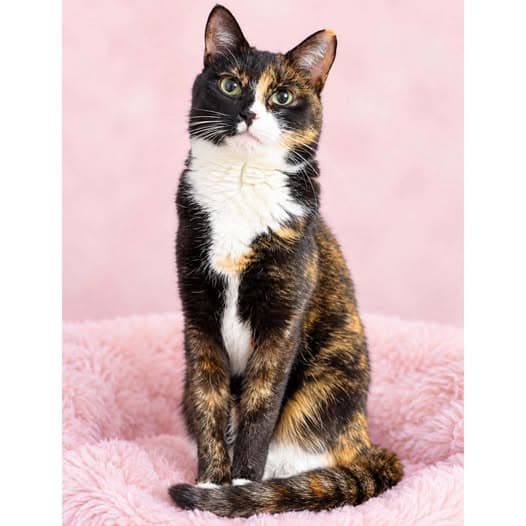 Ariel - Domestic Shorthair cat available for adoption at Perth Rescue Angels in Perth
