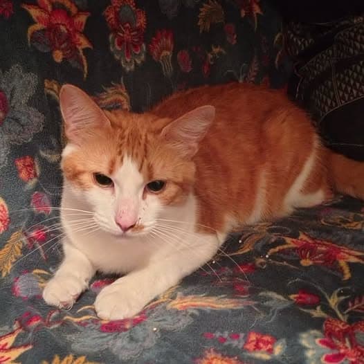 Tony - Domestic Shorthair cat available for adoption at Perth Rescue Angels in Perth