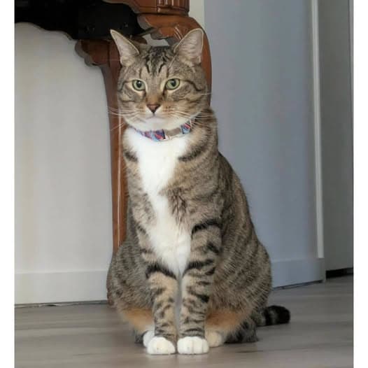 Toto - Domestic Shorthair cat available for adoption at Perth Rescue Angels in Perth