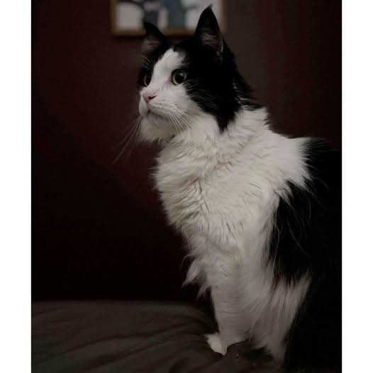 Shadow - Domestic Medium Hair cat available for adoption at Perth Rescue Angels in Perth