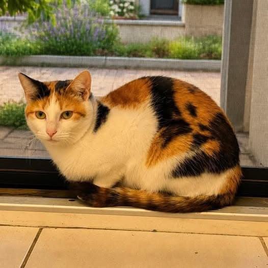Glinda - Domestic Shorthair cat available for adoption at Perth Rescue Angels in Perth