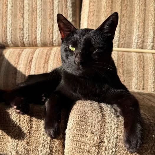 Bagherra - Domestic Shorthair cat available for adoption at Perth Rescue Angels in Perth