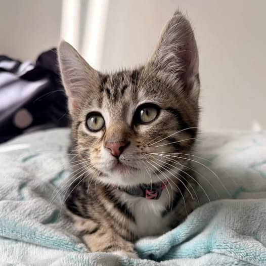 Posie Pie - Domestic Shorthair cat available for adoption at Perth Rescue Angels in Perth
