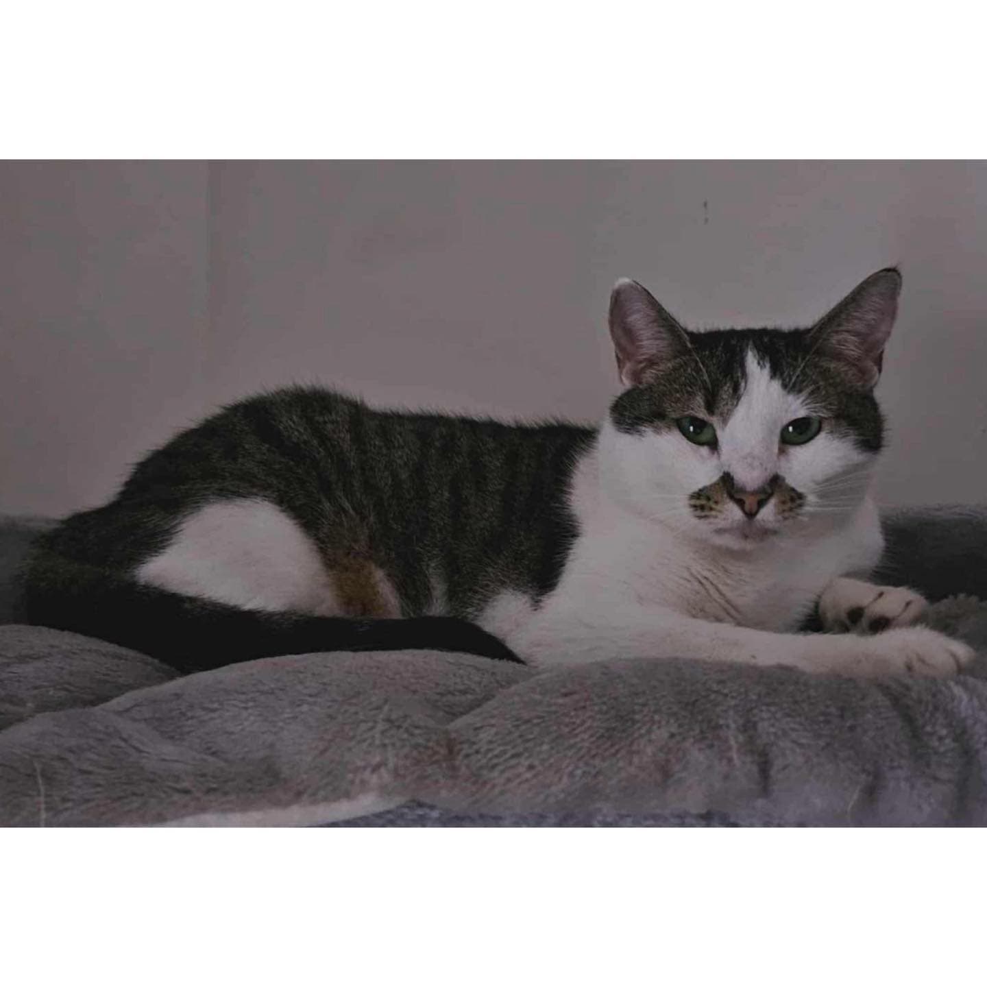 Miss Major - Domestic Shorthair cat available for adoption at Perth Rescue Angels in Perth