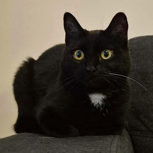 Saturn - Domestic Shorthair cat available for adoption at Perth Rescue Angels in Perth