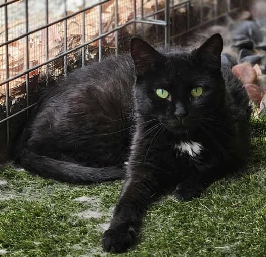 Hunter - Domestic Shorthair cat available for adoption at Perth Rescue Angels in Perth