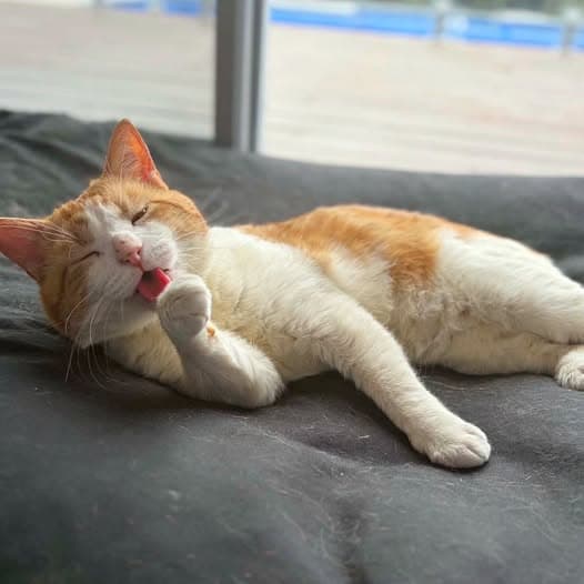 Sir Gadabout the Great - Domestic Shorthair cat available for adoption at Perth Rescue Angels in Perth