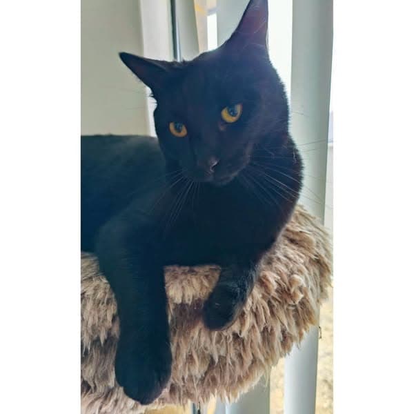 Diesel - Domestic Shorthair cat available for adoption at Perth Rescue Angels in Perth