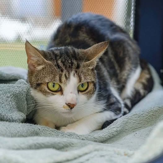 Ayla - Domestic Shorthair cat available for adoption at Perth Rescue Angels in Perth