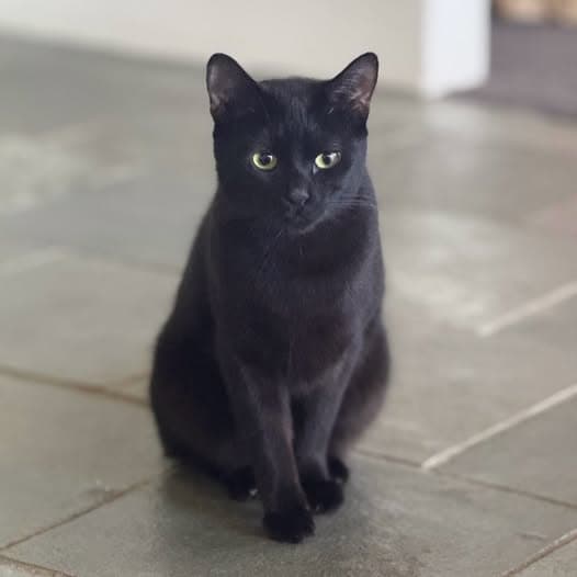 Michelle - Domestic Shorthair cat available for adoption at Perth Rescue Angels in Perth