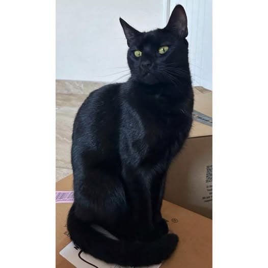Rizzo - Domestic Shorthair cat available for adoption at Perth Rescue Angels in Perth