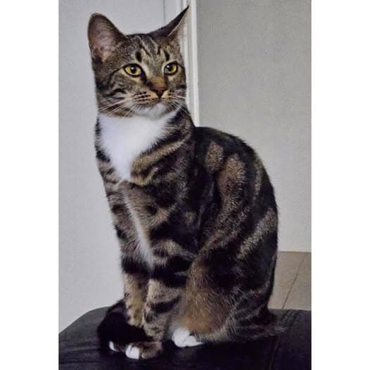 Tessa - Domestic Shorthair cat available for adoption at Perth Rescue Angels in Perth