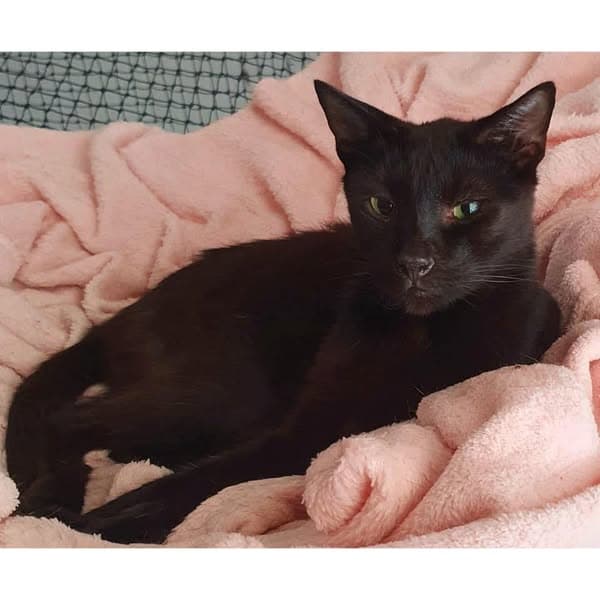 Obama - Domestic Shorthair cat available for adoption at Perth Rescue Angels in Perth