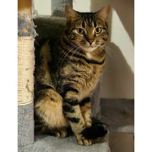 Province - Domestic Shorthair cat available for adoption at Perth Rescue Angels in Perth