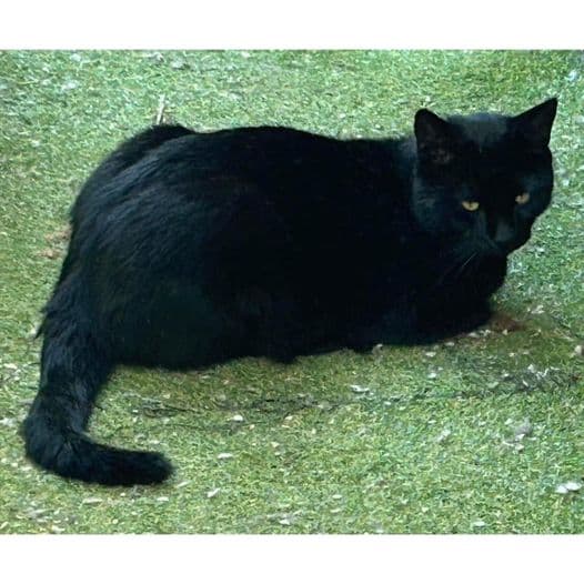 Maxi - Domestic Shorthair cat available for adoption at Perth Rescue Angels in Perth